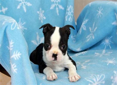 boston terrier puppies oklahoma|boston terriers wellston okla.